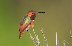 Allen's Hummingbird